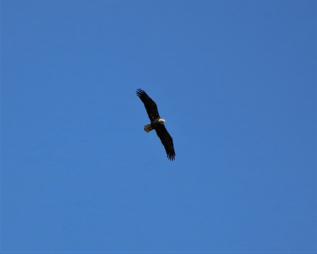 Bald Eagle - ML505567031