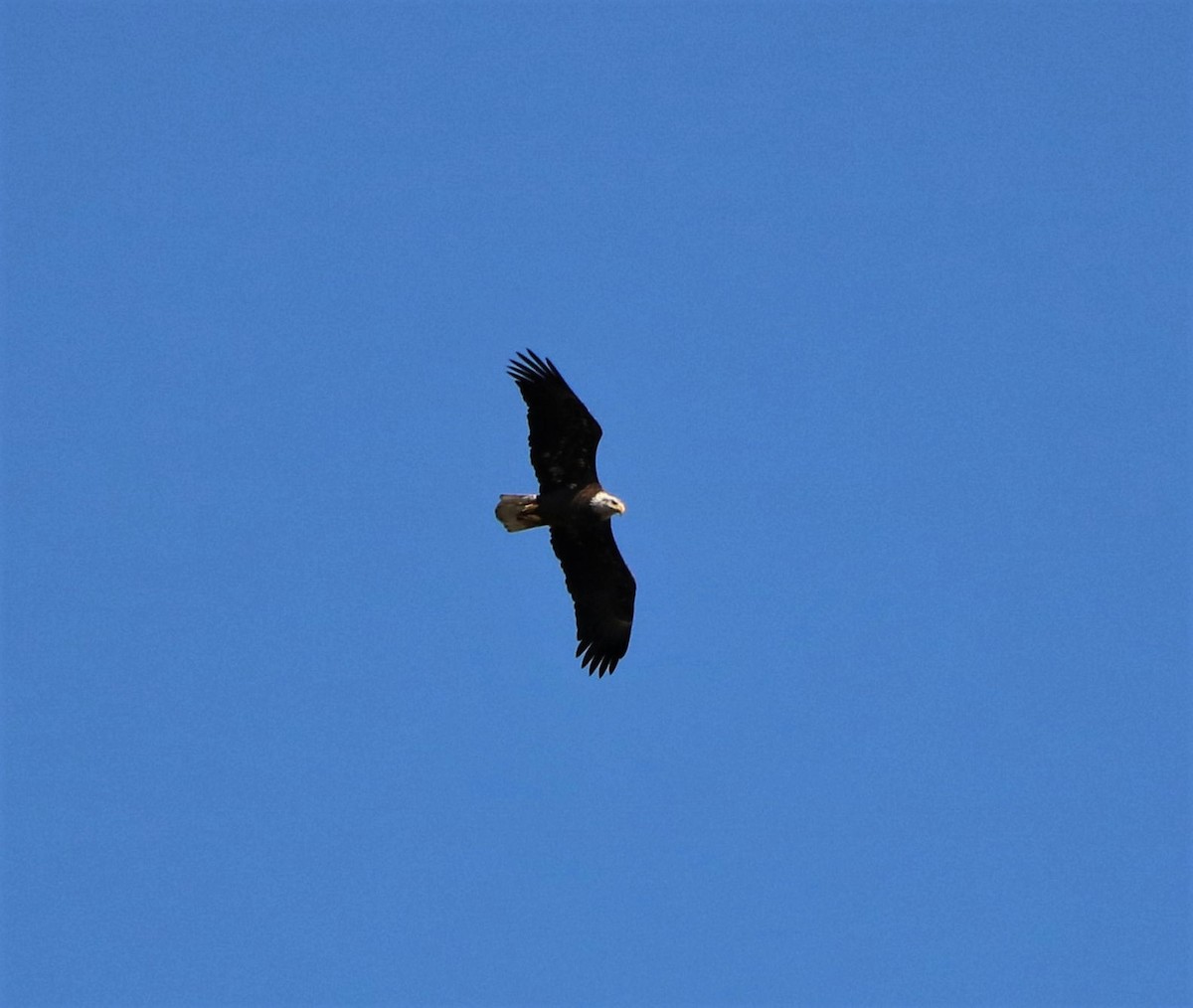 Bald Eagle - ML505567041