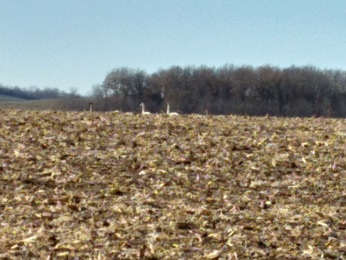 Trumpeter Swan - ML505567101