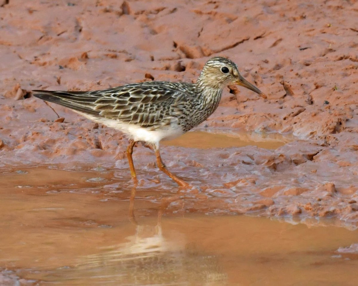 Pectoral Sandpiper - Tini & Jacob Wijpkema