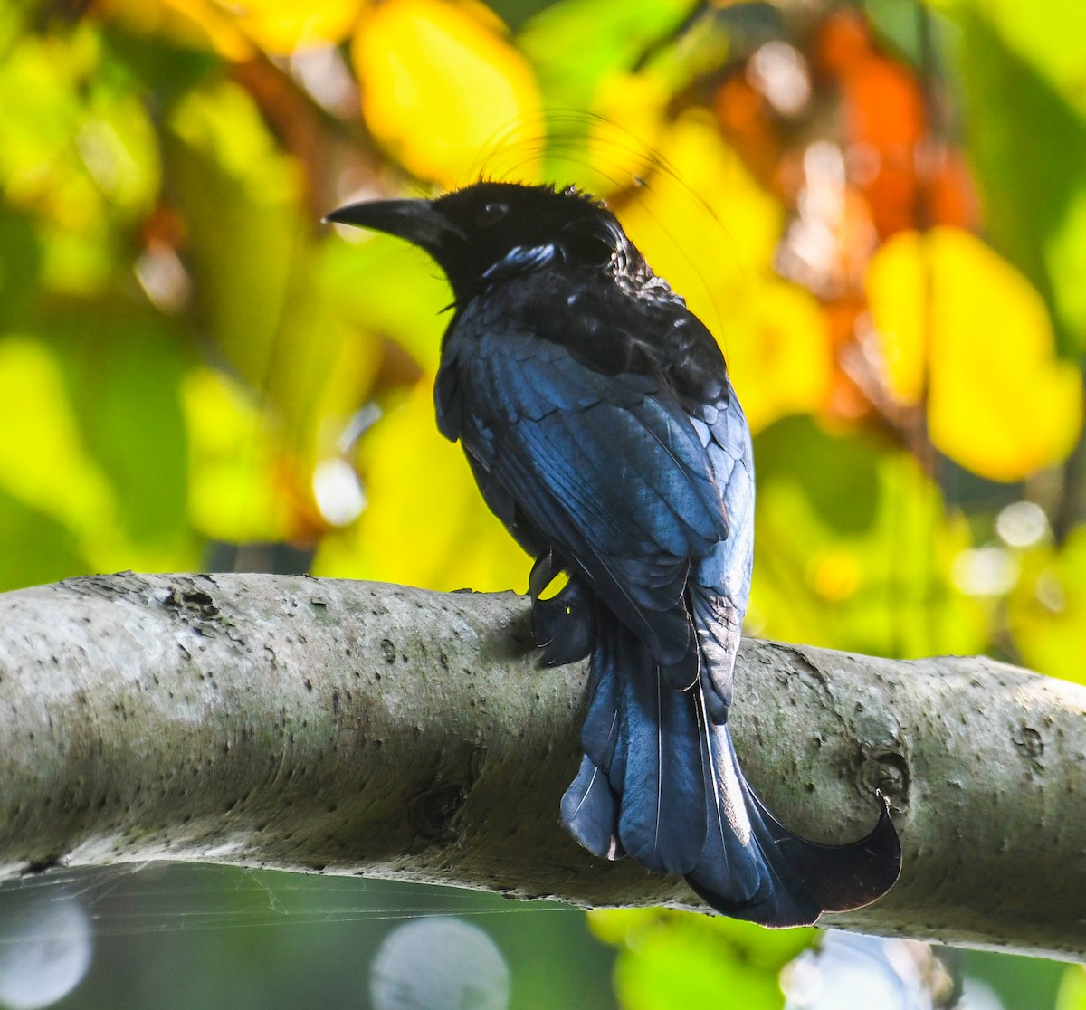 Hair-crested Drongo - ML505569031