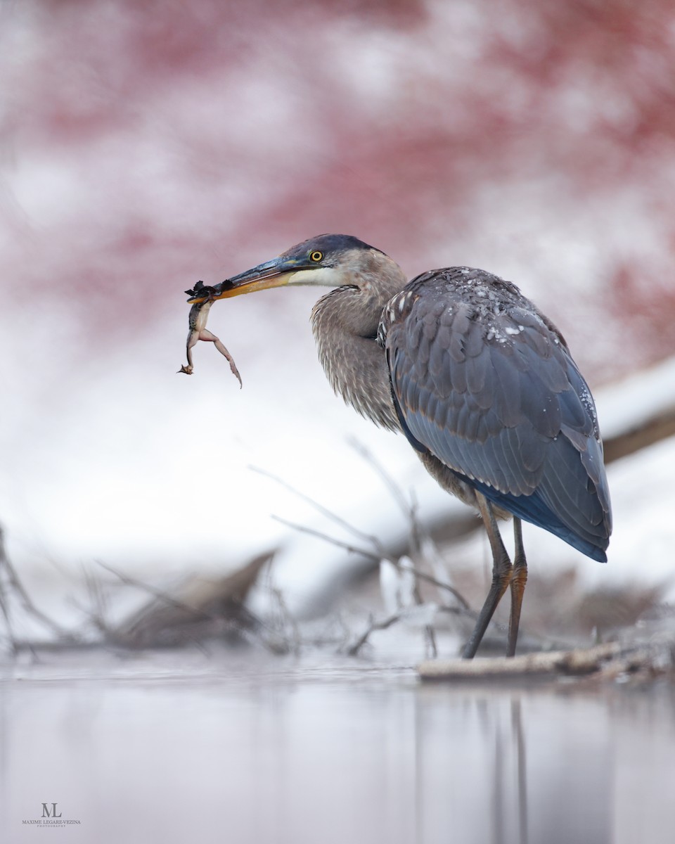 Great Blue Heron - ML505569281