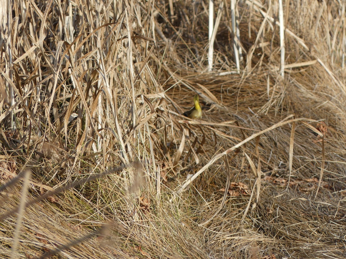 Common Yellowthroat - Dallas MacNeill