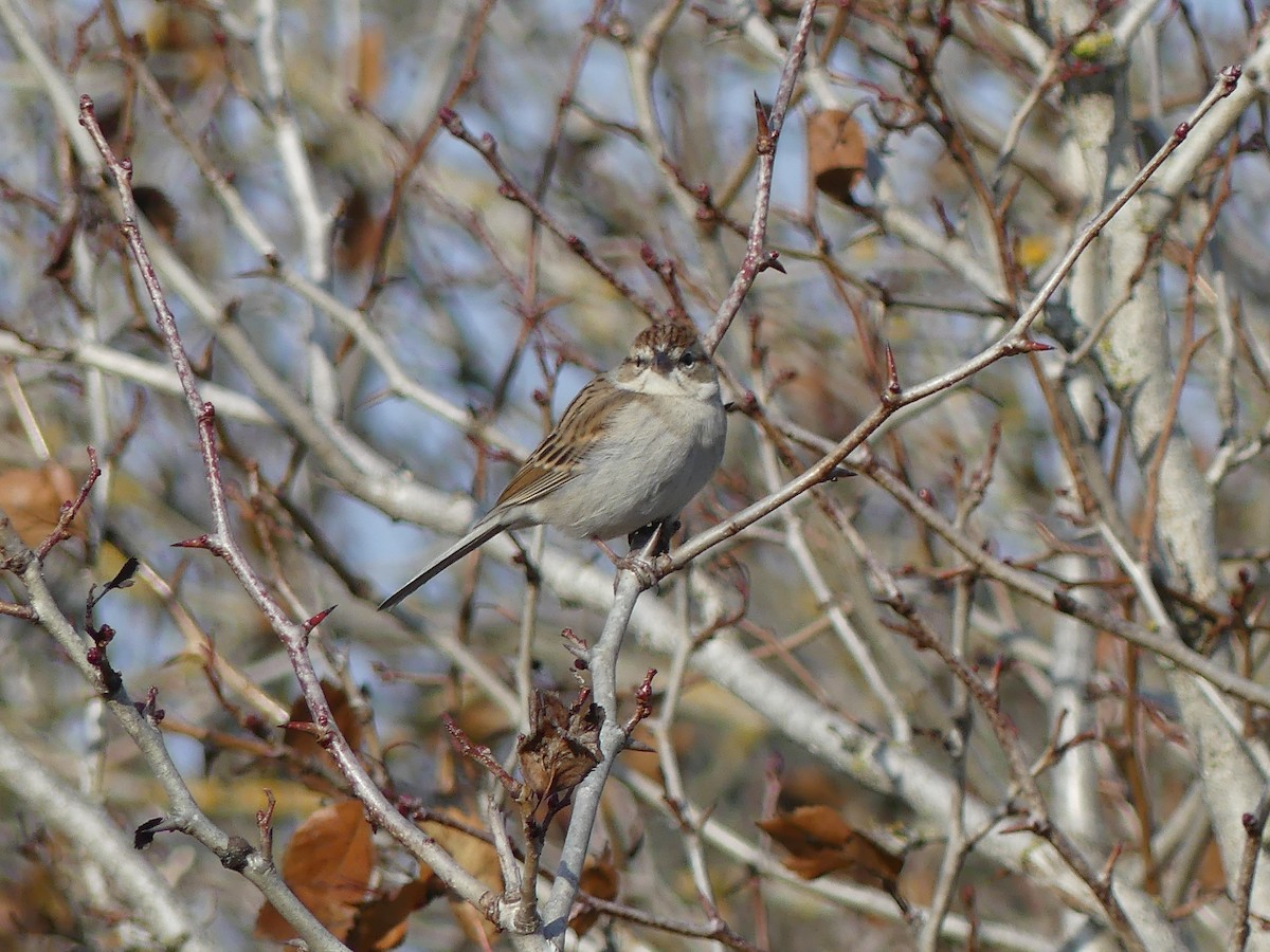 Chipping Sparrow - ML505570581