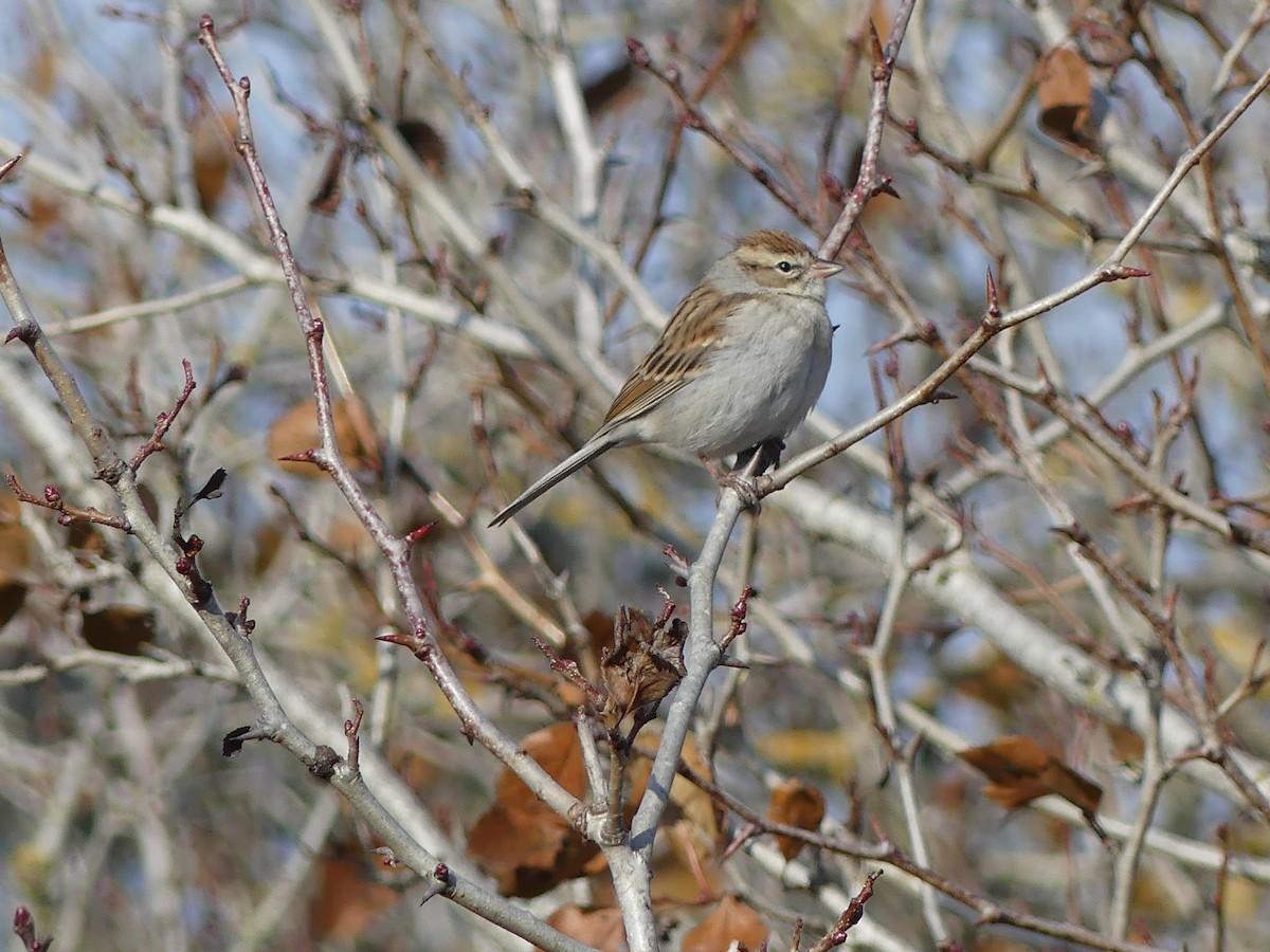 Chipping Sparrow - ML505570591