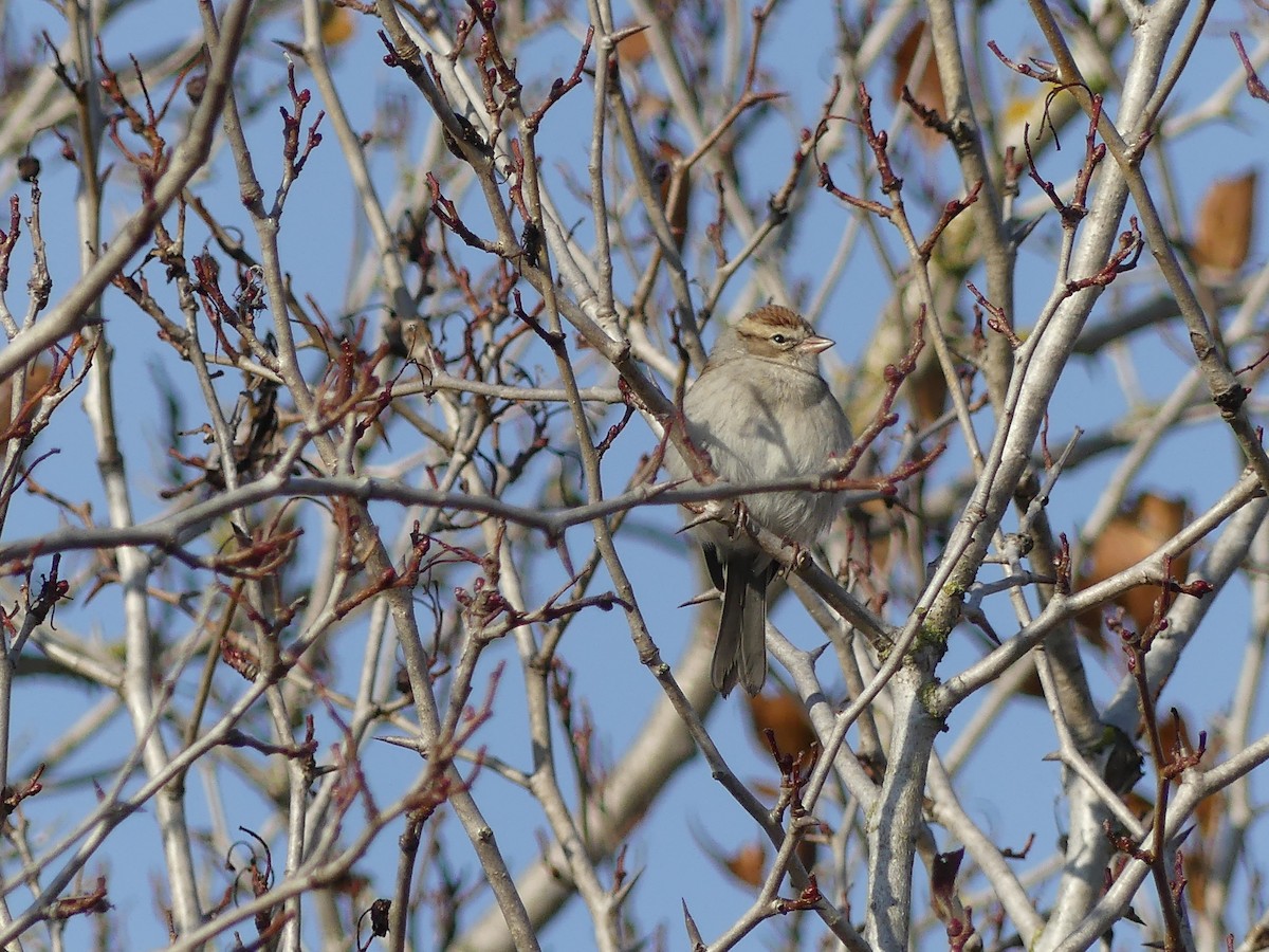 Chipping Sparrow - ML505570601