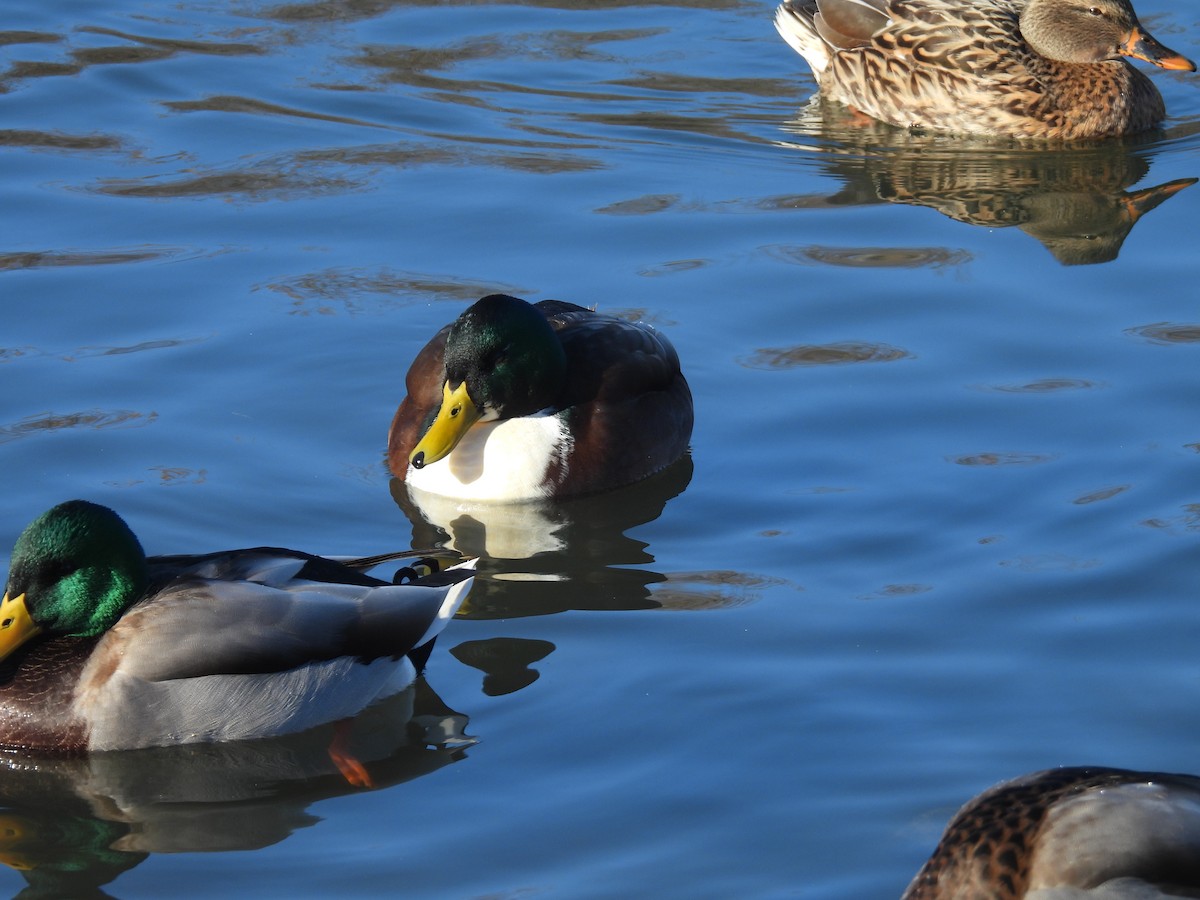 Тэжээмэл нугас - ML505570921