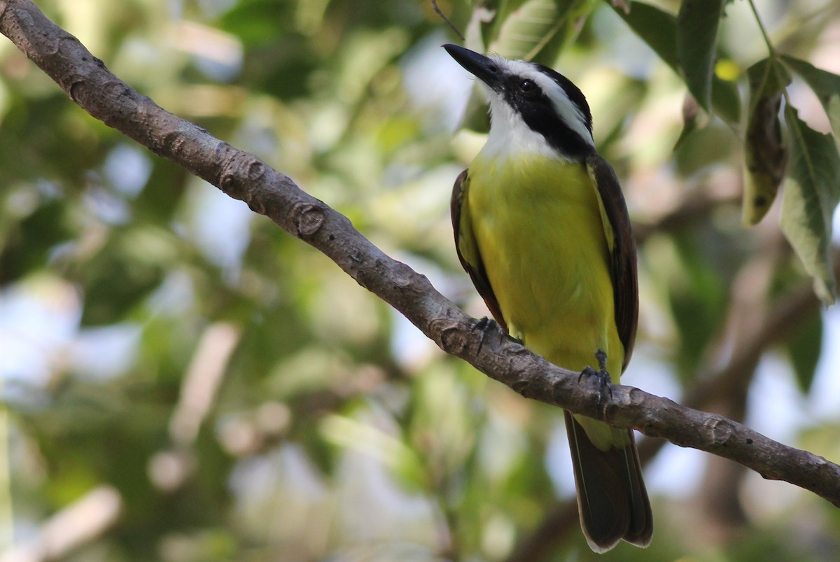 Great Kiskadee - Margaret Viens