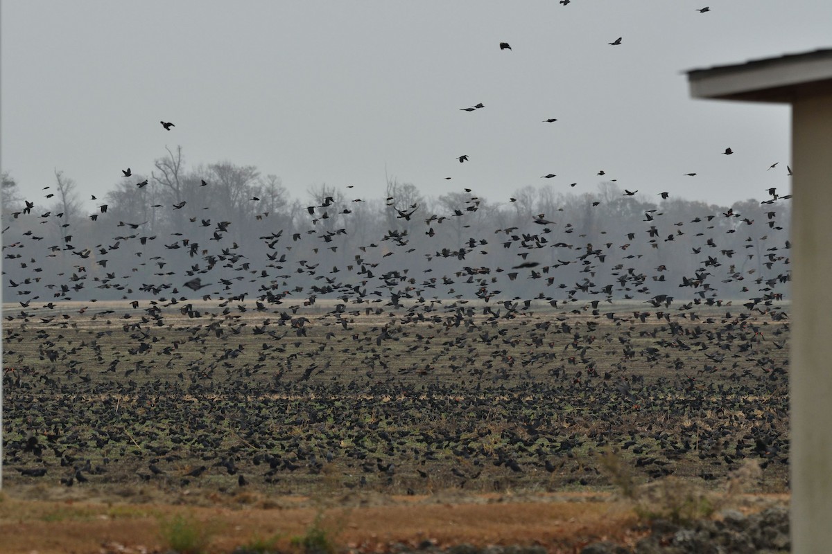 Red-winged Blackbird - ML505572511