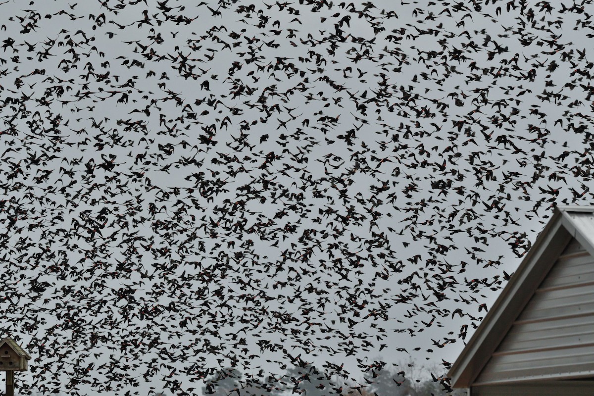 Red-winged Blackbird - ML505572521