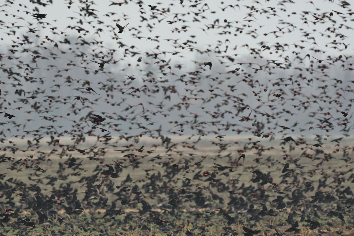 Red-winged Blackbird - ML505572531