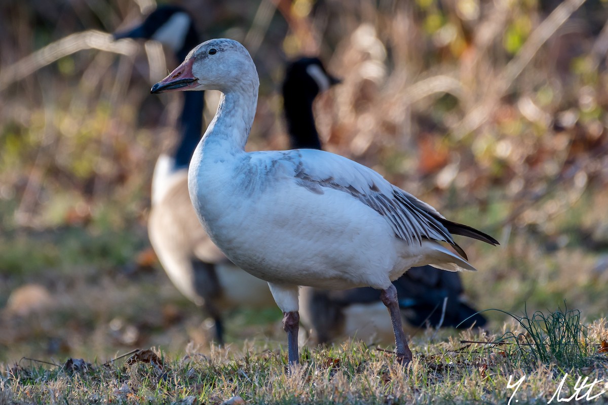 Snow Goose - ML50557311