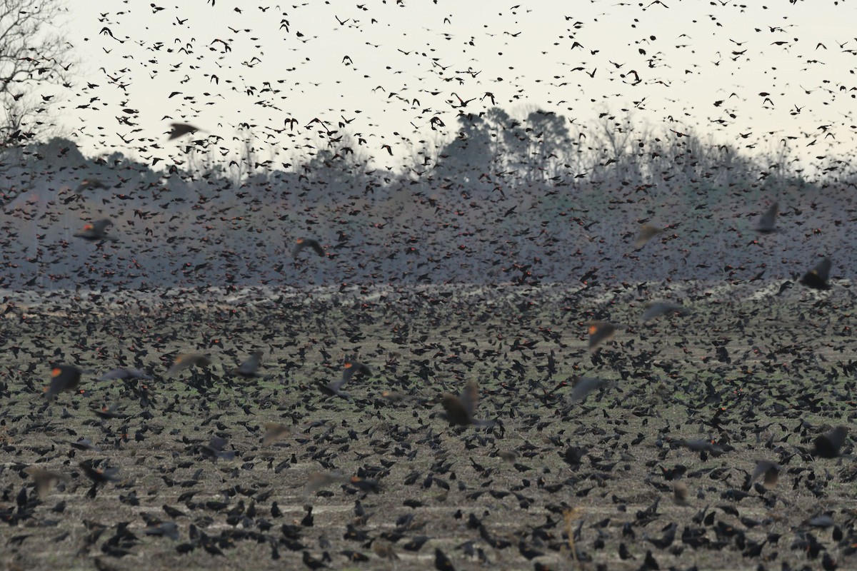 Red-winged Blackbird - ML505575541