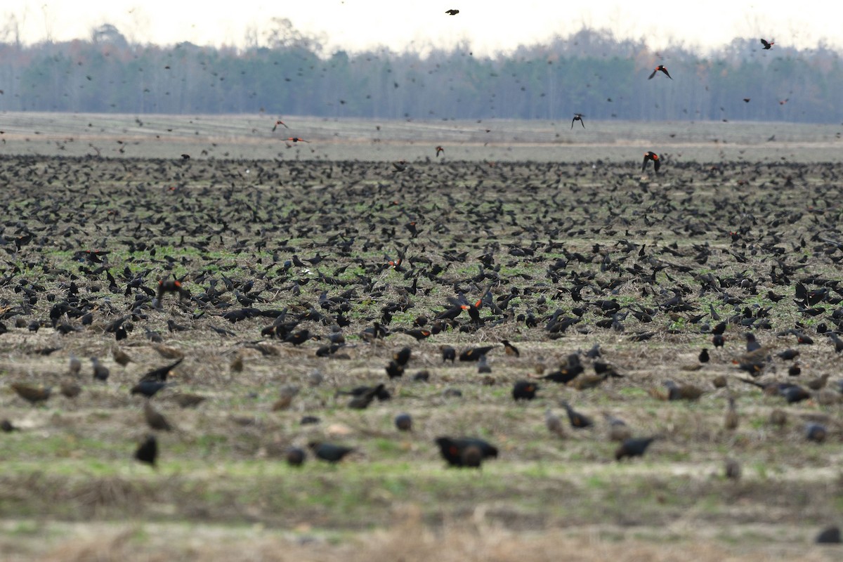 Red-winged Blackbird - ML505575551