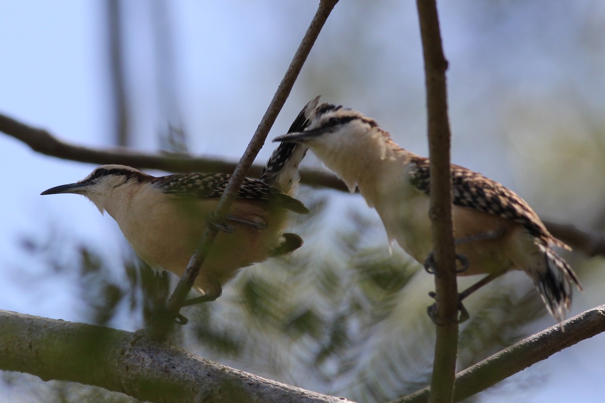 Rufous-naped Wren - Margaret Viens