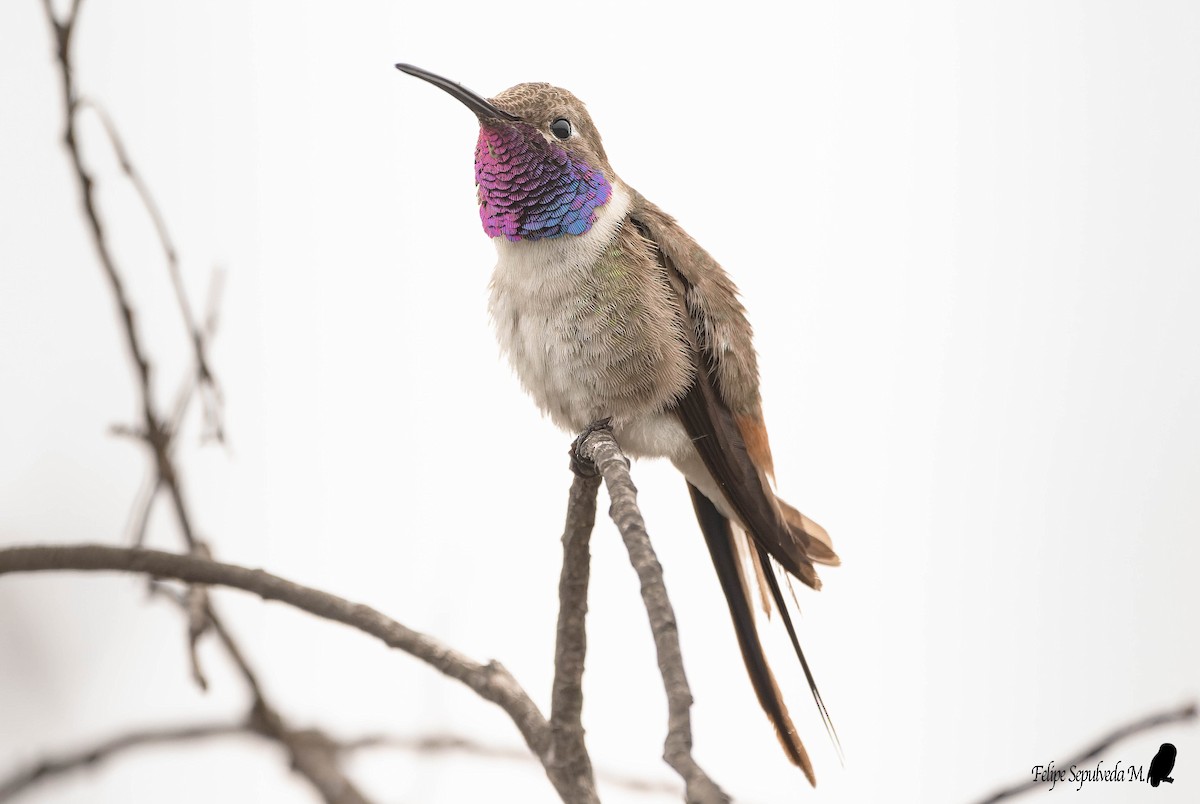 Colibrí del Atacama - ML505577251