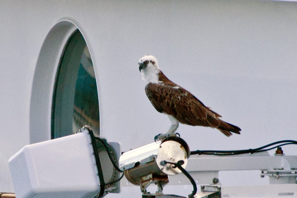 Águila Pescadora - ML505577531