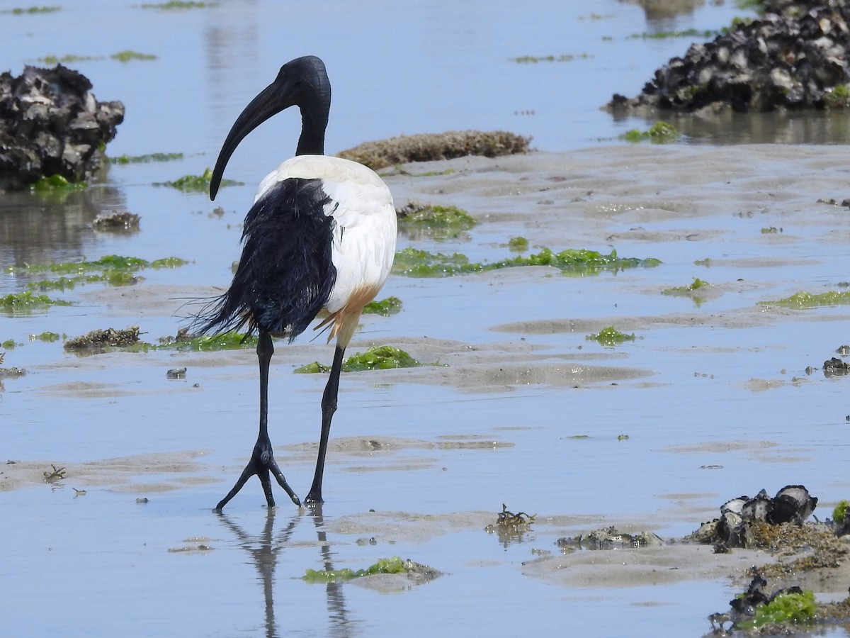 African Sacred Ibis - ML505577681