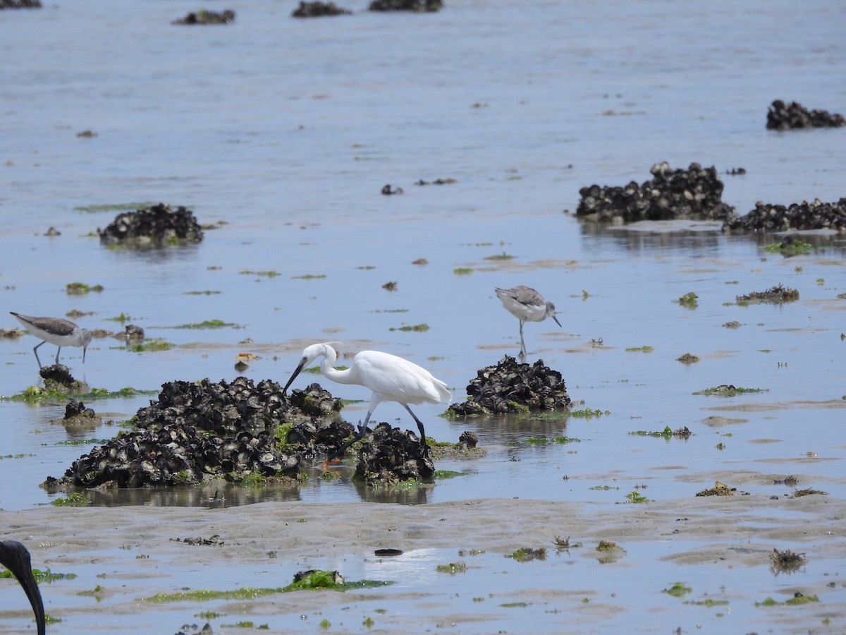 aigrette ou héron blanc sp. - ML505577851