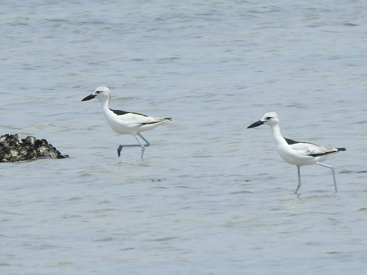 Crab-Plover - ML505577911