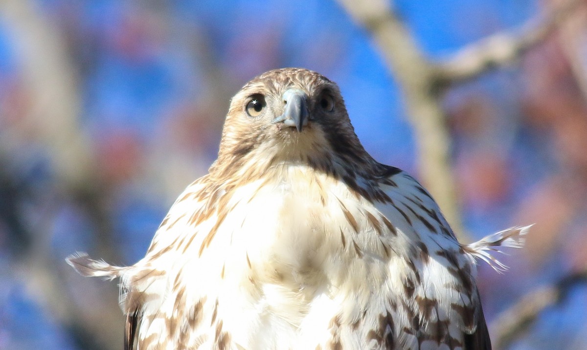 Red-tailed Hawk - ML505578351