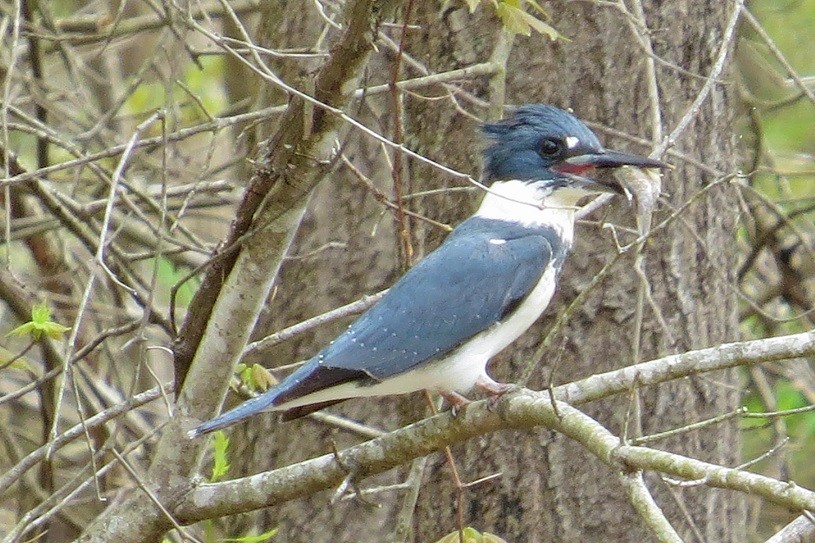 Belted Kingfisher - ML505580131