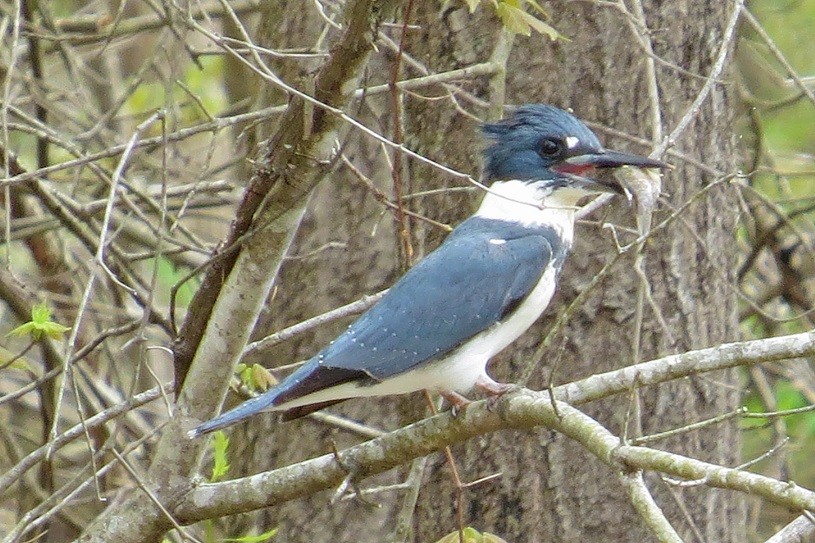 rybařík pruhoprsý - ML505580131