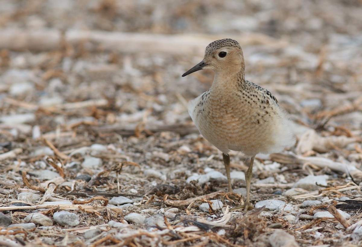 Buff-breasted Sandpiper - Mark Patry