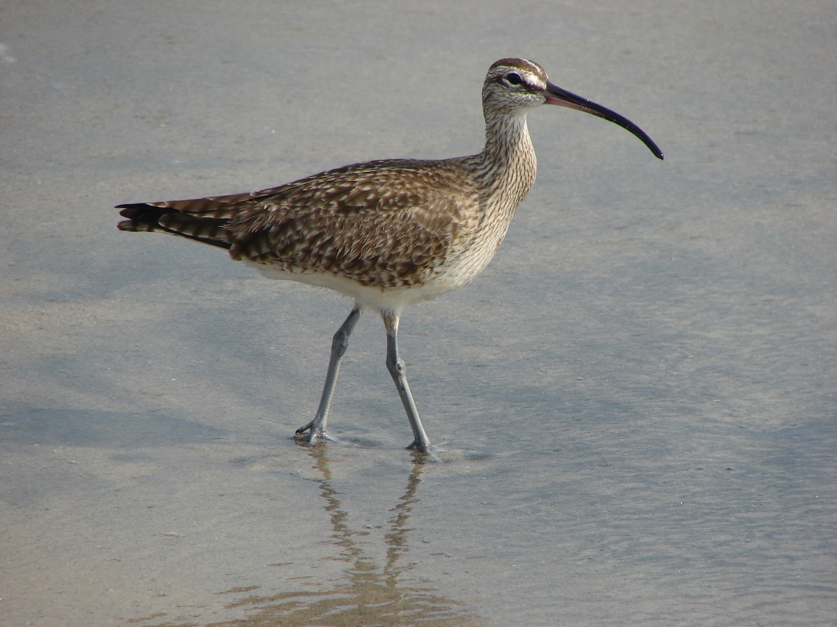 Whimbrel - Burke Korol