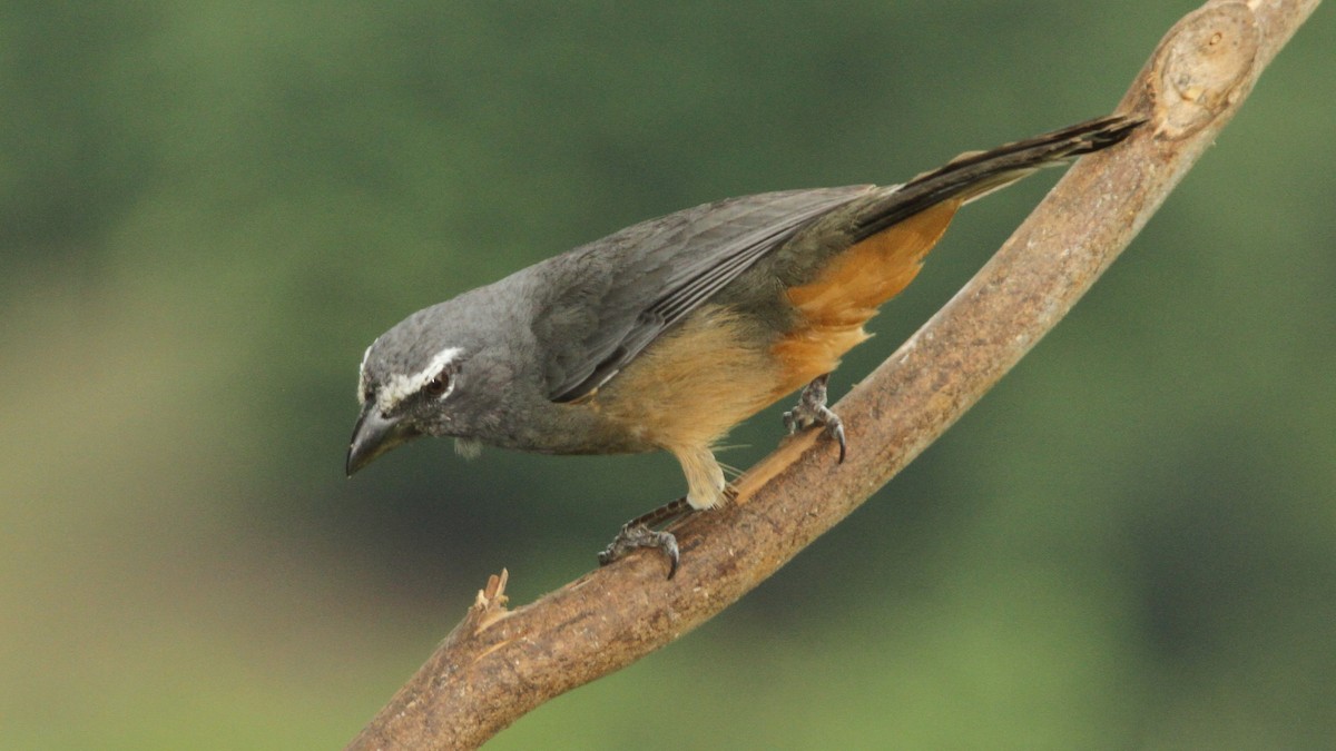 Cinnamon-bellied Saltator - Curtis McCamy