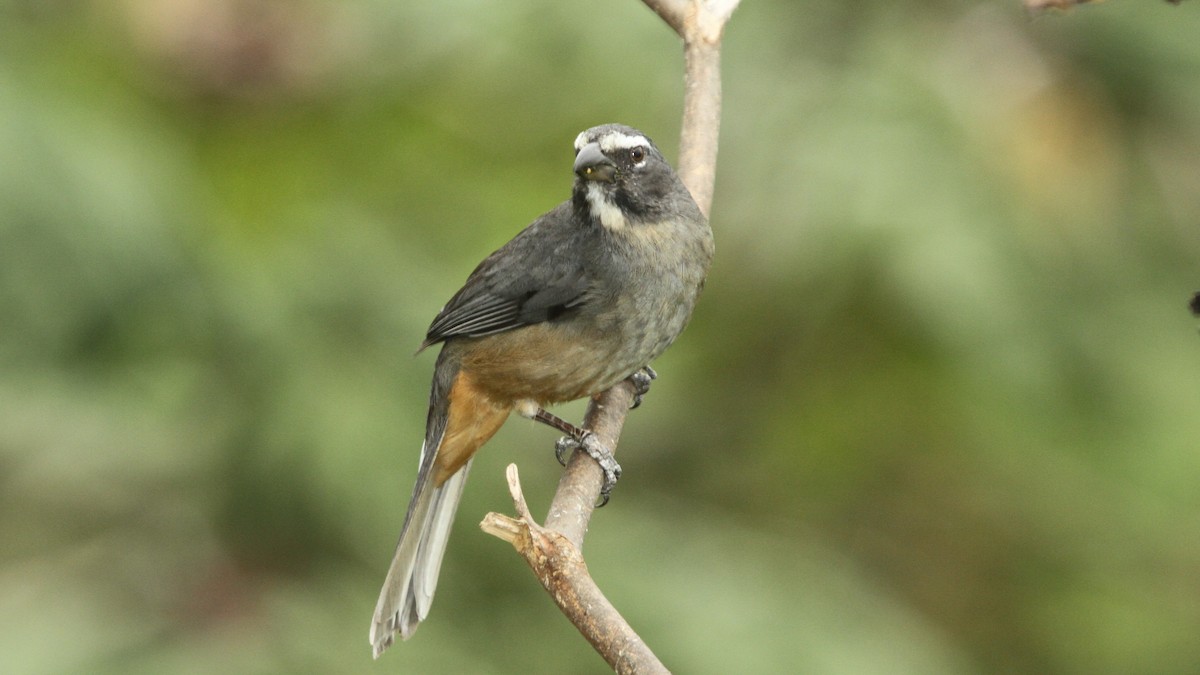 Cinnamon-bellied Saltator - ML50558151