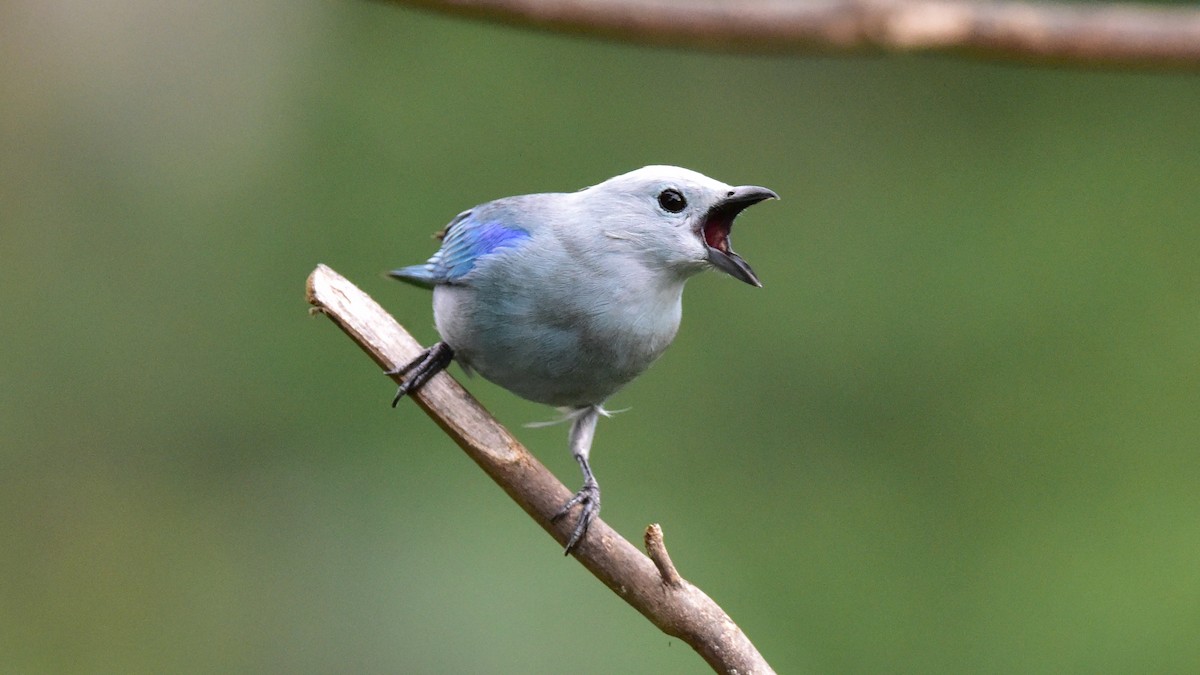 Blue-gray Tanager - ML50558191