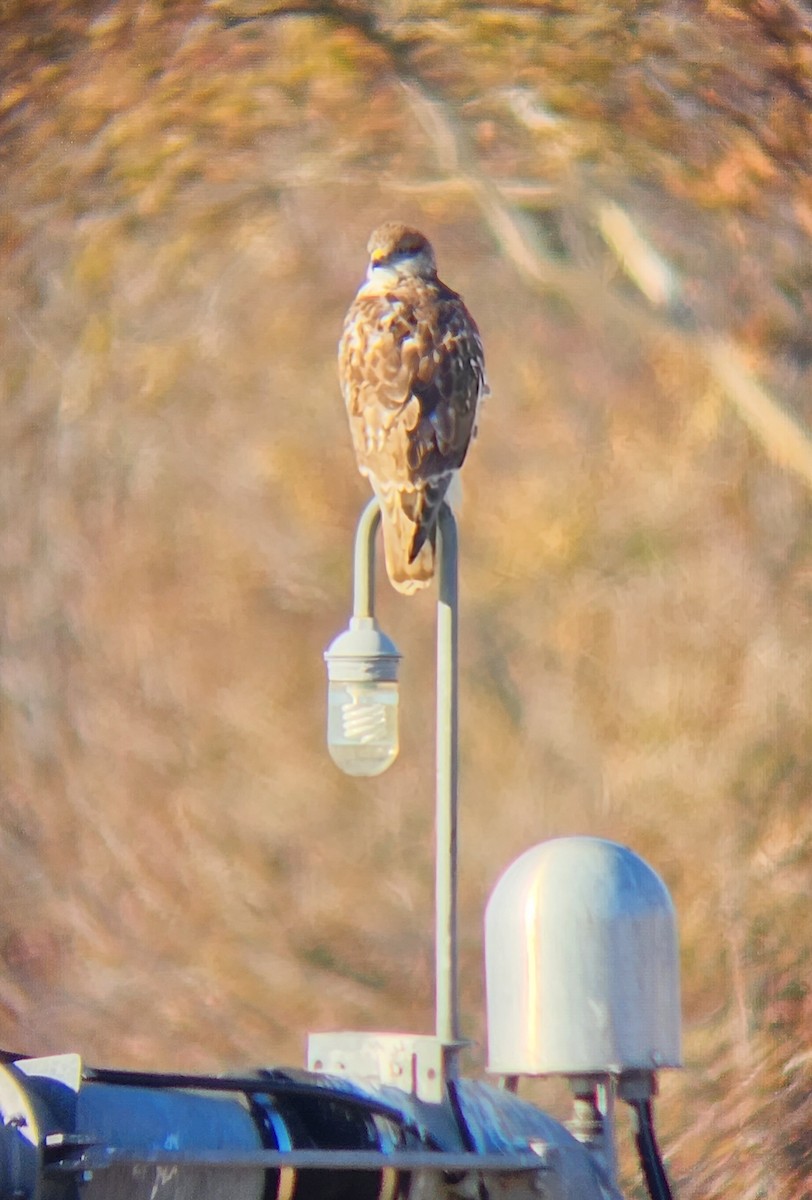 Ferruginous Hawk - ML505582161