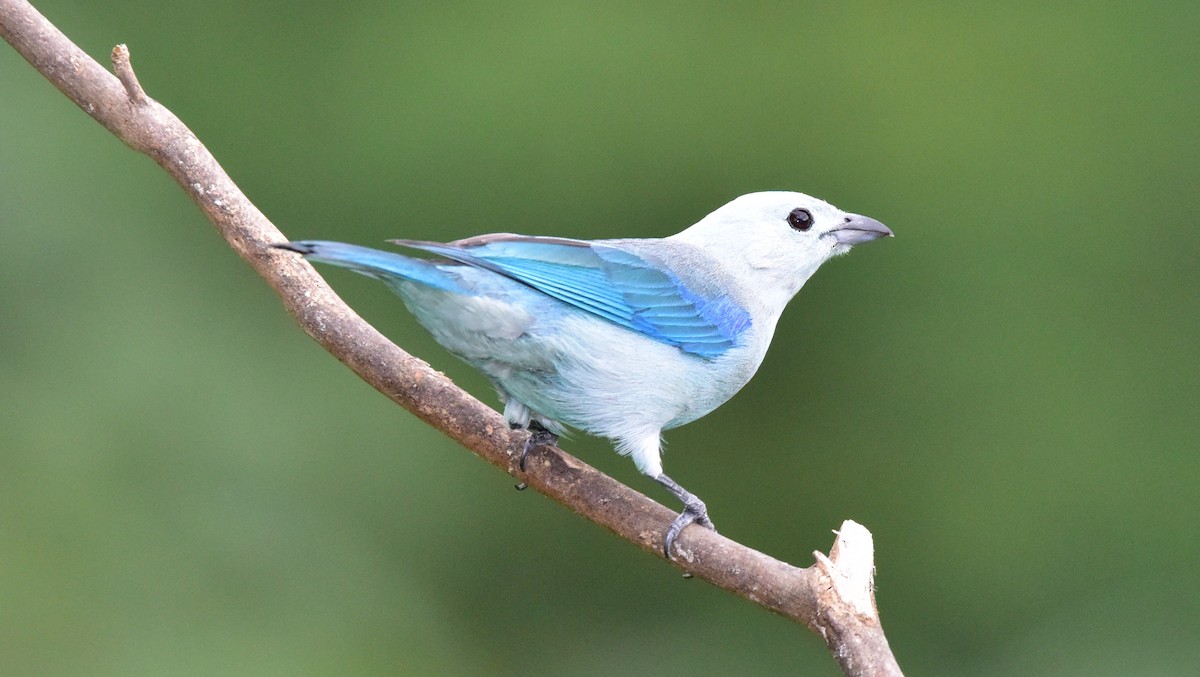 Blue-gray Tanager - ML50558291