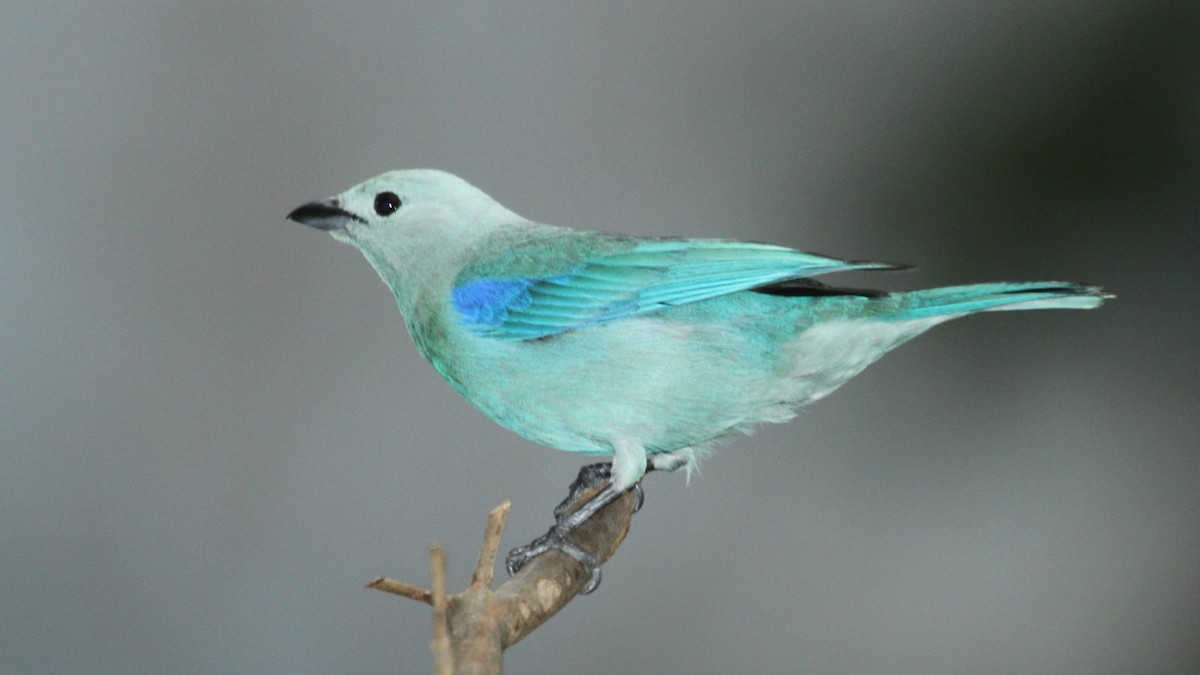 Blue-gray Tanager - ML50558321