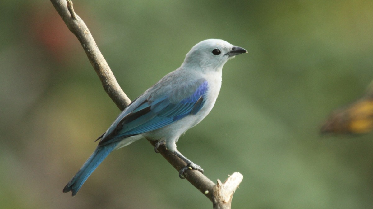 Blue-gray Tanager - ML50558341