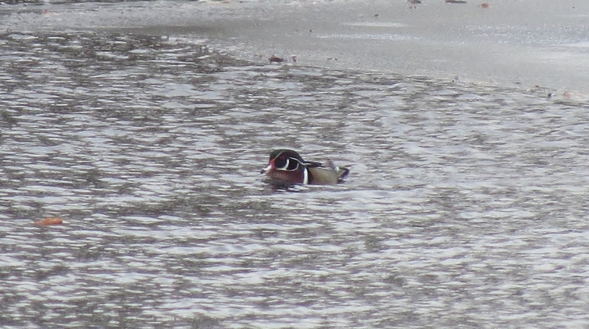 Wood Duck - ML505583831