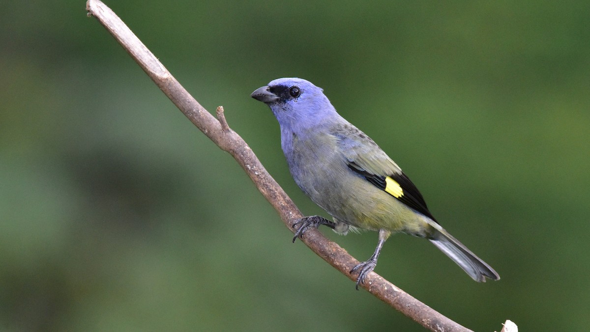 Yellow-winged Tanager - ML50558421