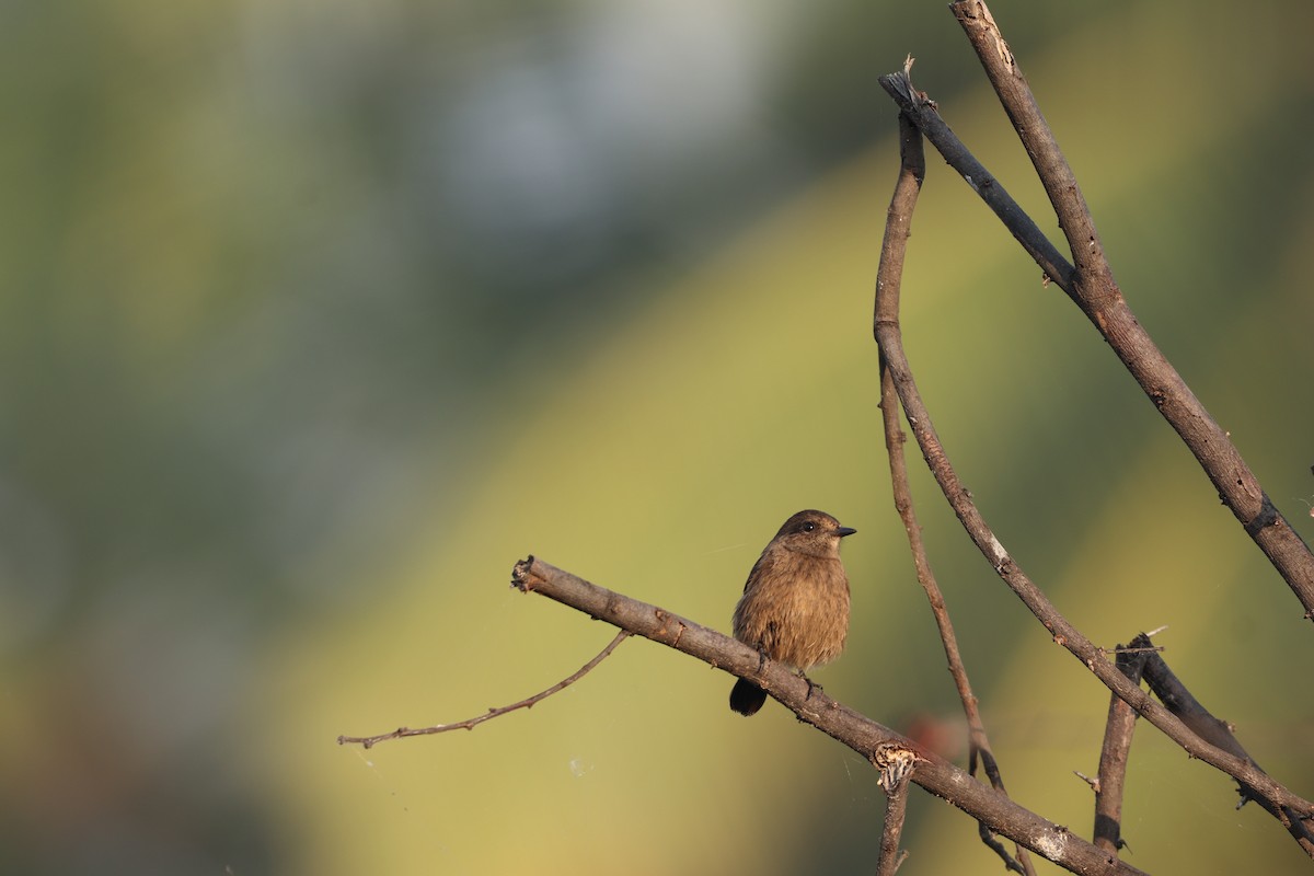Pied Bushchat - ML505584441