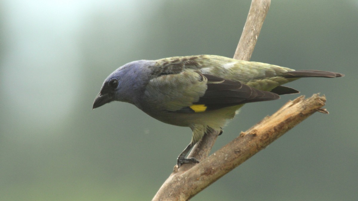 Yellow-winged Tanager - ML50558471