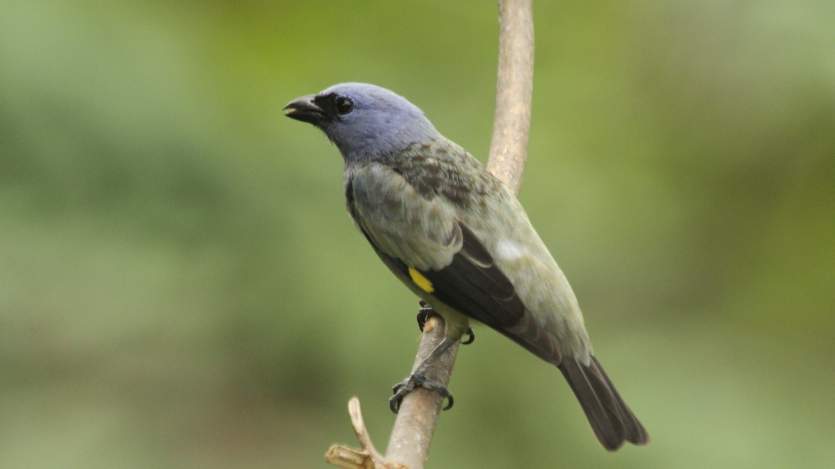 Yellow-winged Tanager - ML50558511