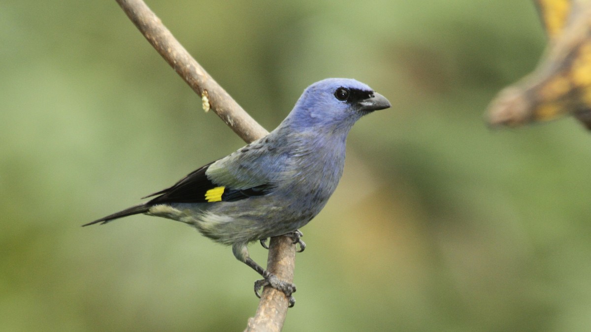 Yellow-winged Tanager - ML50558531