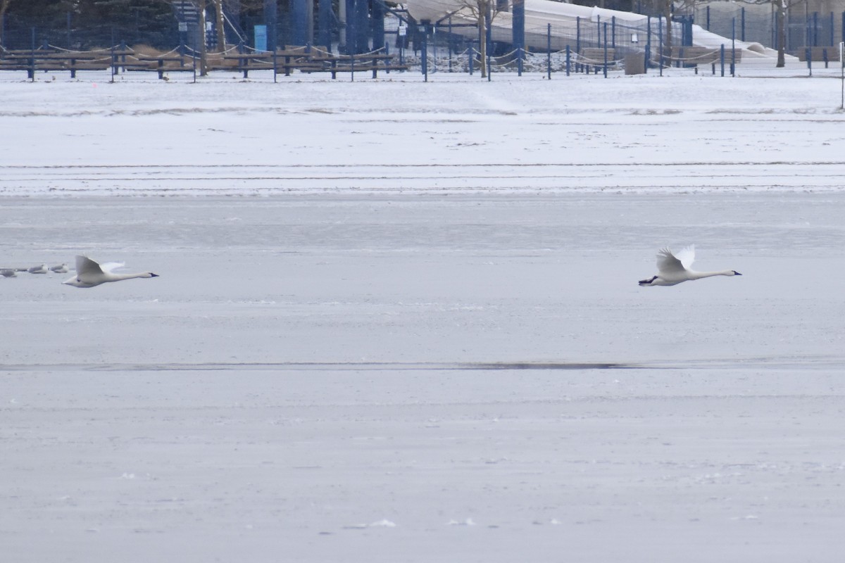 Tundra Swan - ML505585861