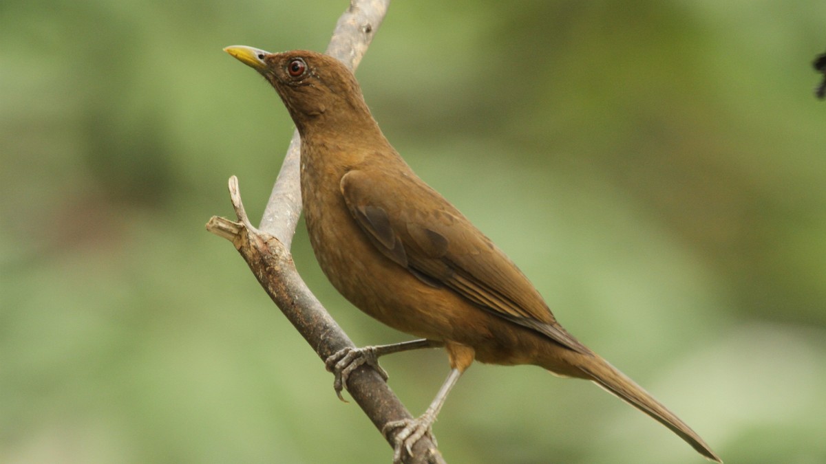 Clay-colored Thrush - ML50558621