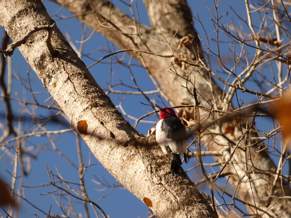 Red-headed Woodpecker - ML505586221