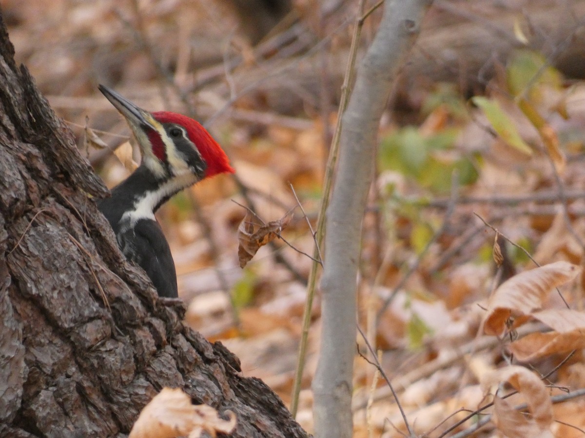 Pileated Woodpecker - ML505586291