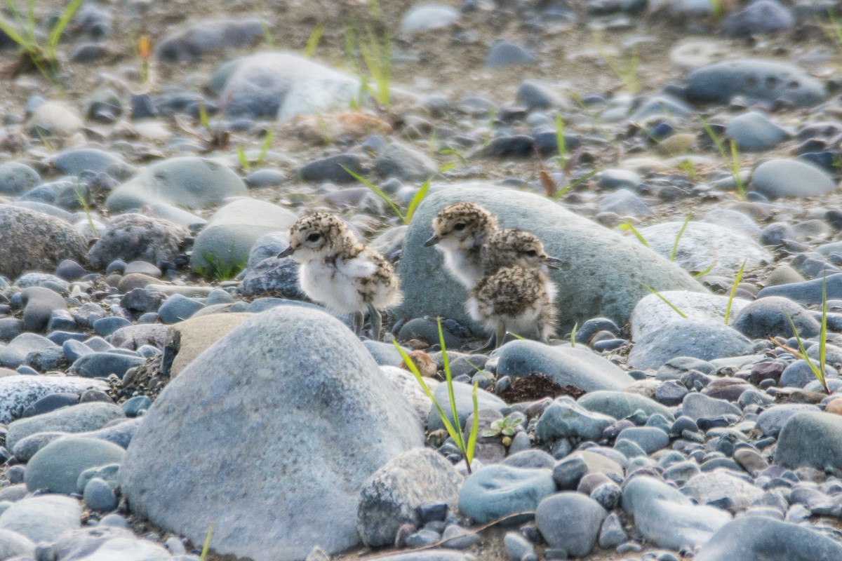 Double-banded Plover - Anja Kohler