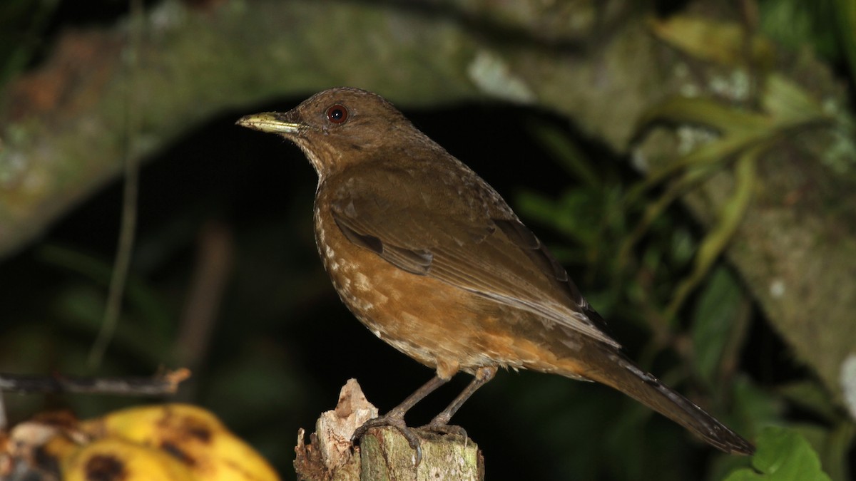 Clay-colored Thrush - ML50558671