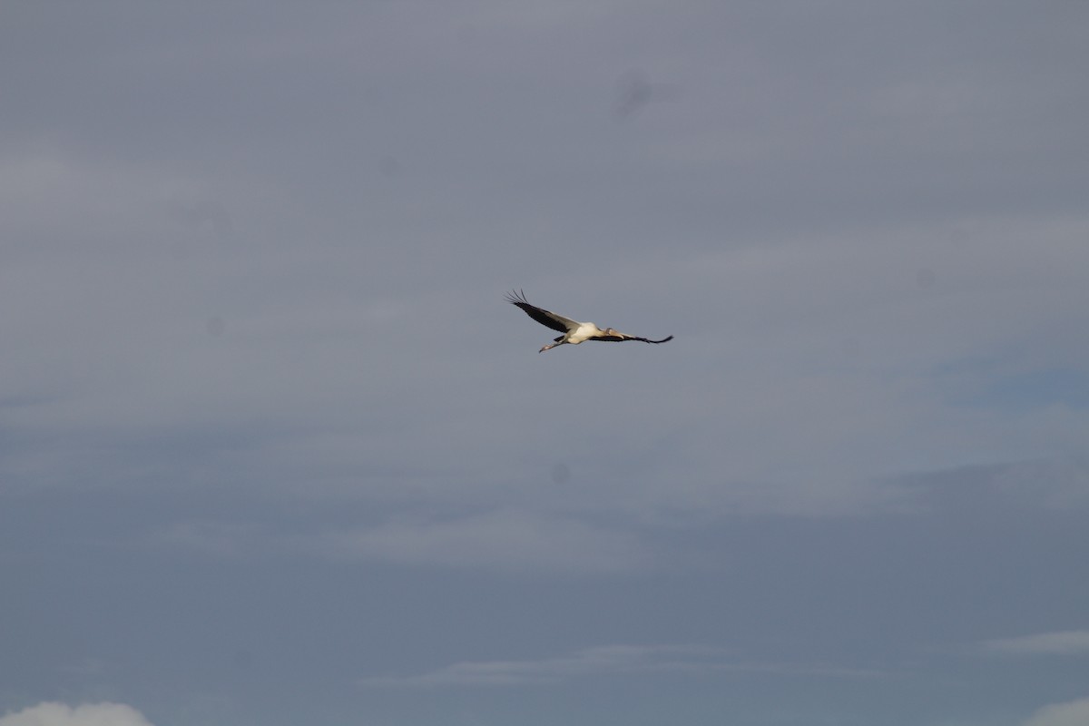 Wood Stork - ML505586731