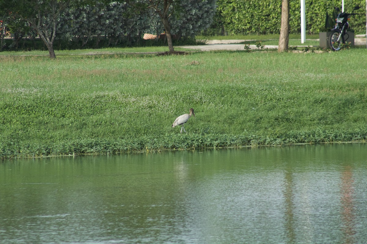 Wood Stork - ML505586741